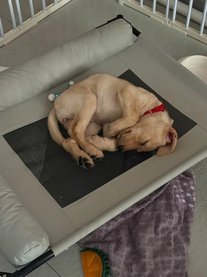 Luna curled up asleep on her bed