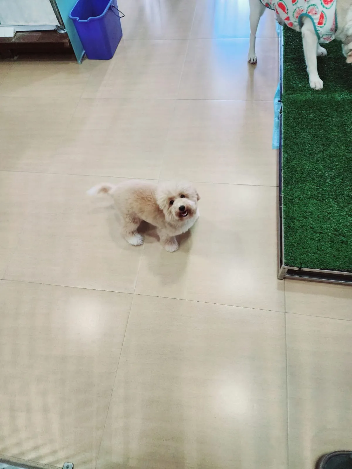 Fyfy's Love Pet Services, dog boarding in Joo Chiat Road, Singapore.