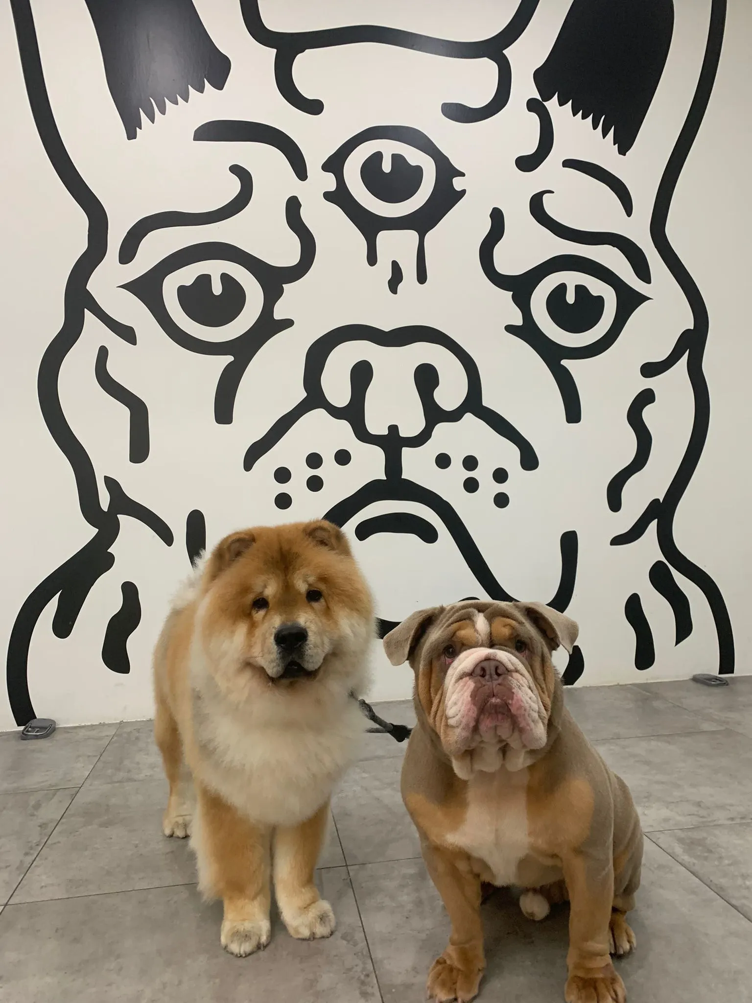 Hello Human Wellness East Pte Ltd, dog boarding in Joo Chiat Road, Singapore.