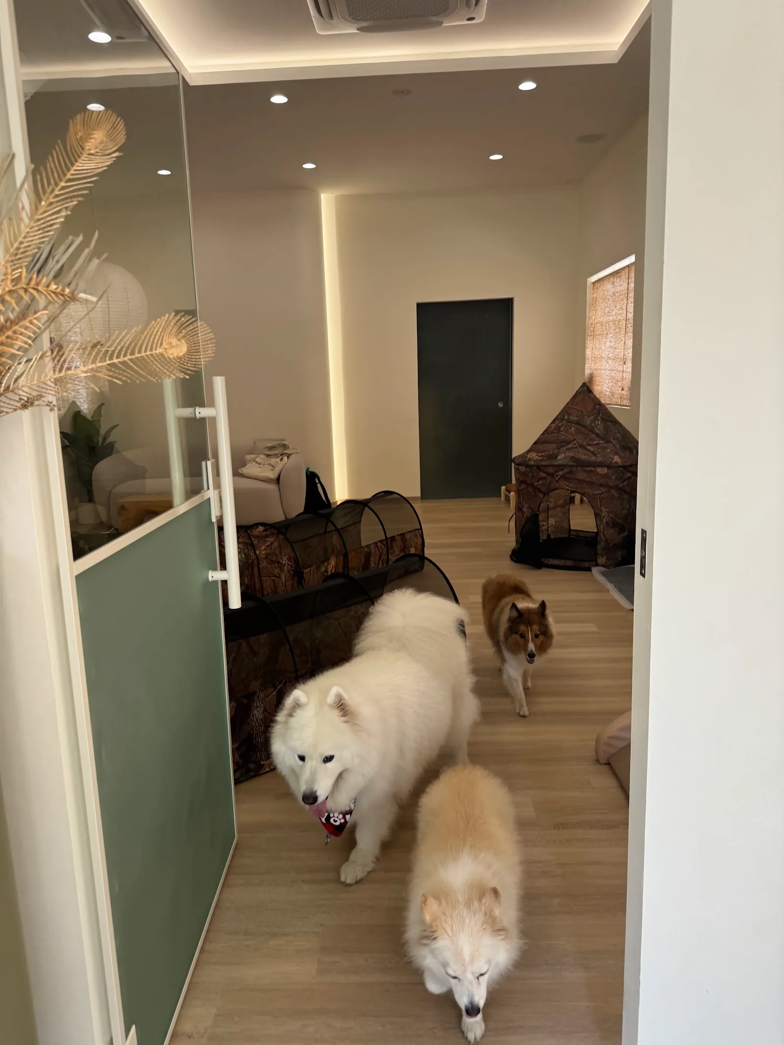 Inuhomes Pte Ltd, dog boarding in MacPherson Road (1st Storey), Singapore.
