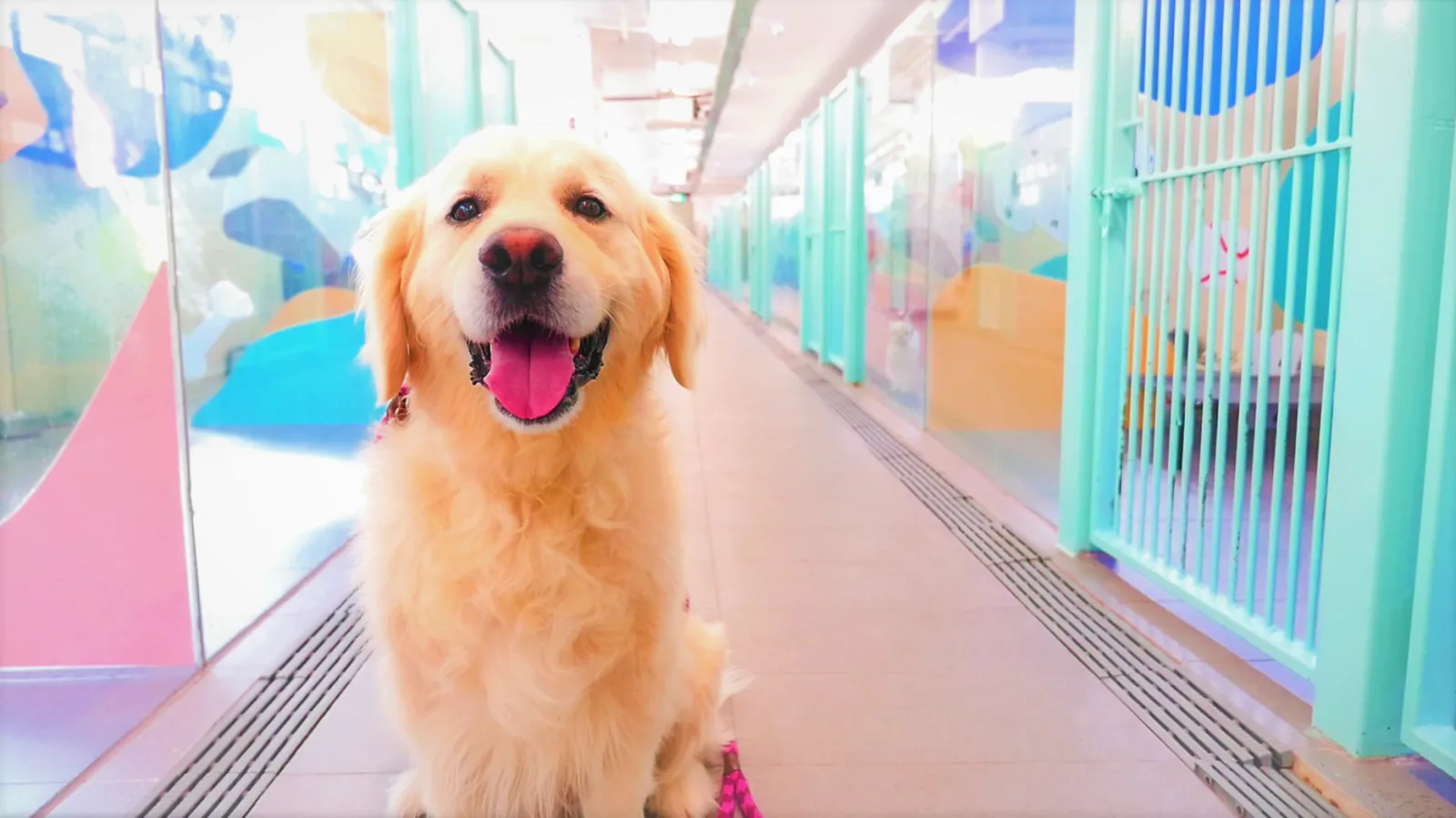 Mutts & Mittens, dog boarding in Pasir Panjang, Singapore.