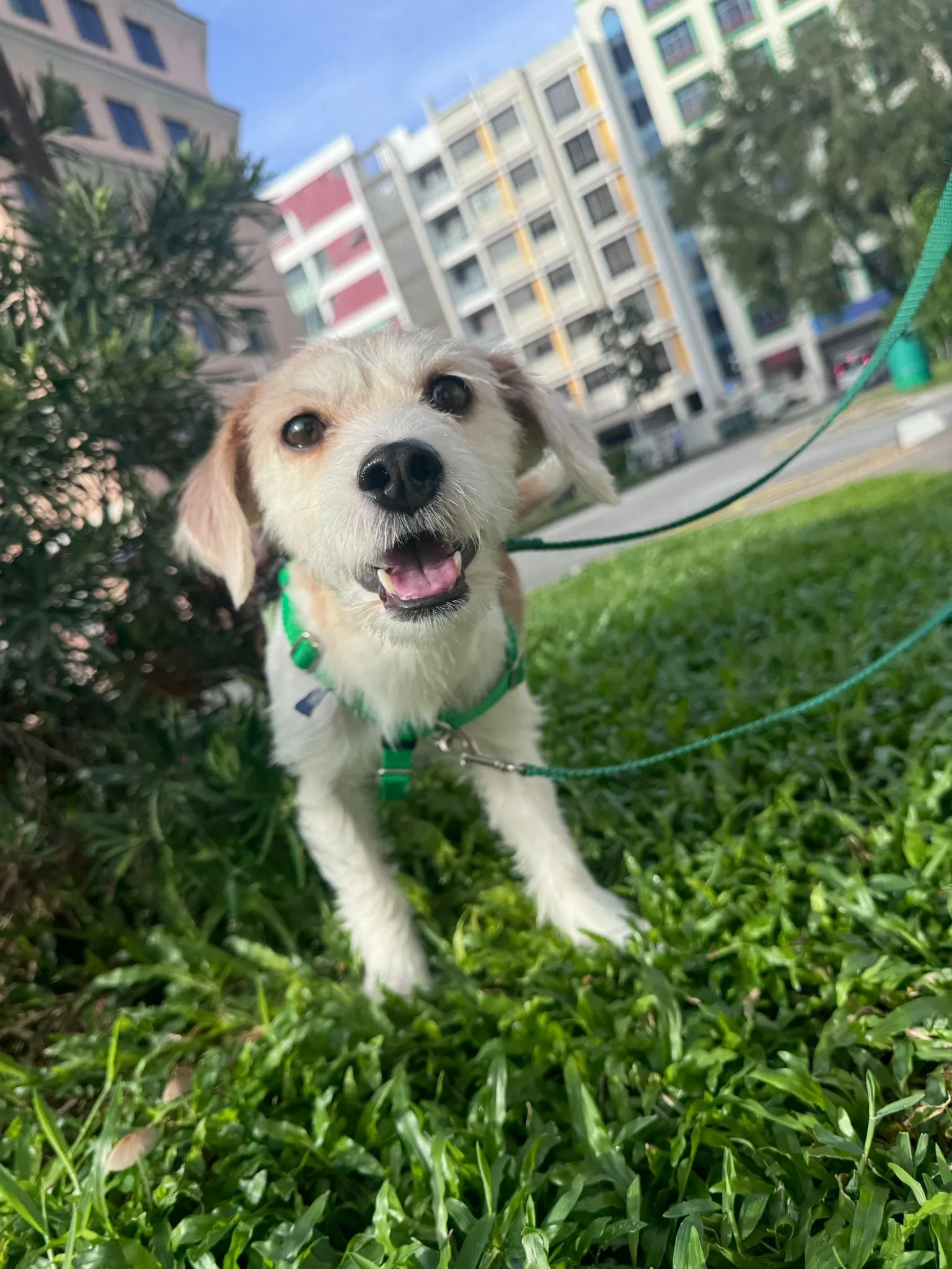Pupperton Hotel Pte Ltd, dog boarding in Lorong 10 Geylang #01-01, Singapore.