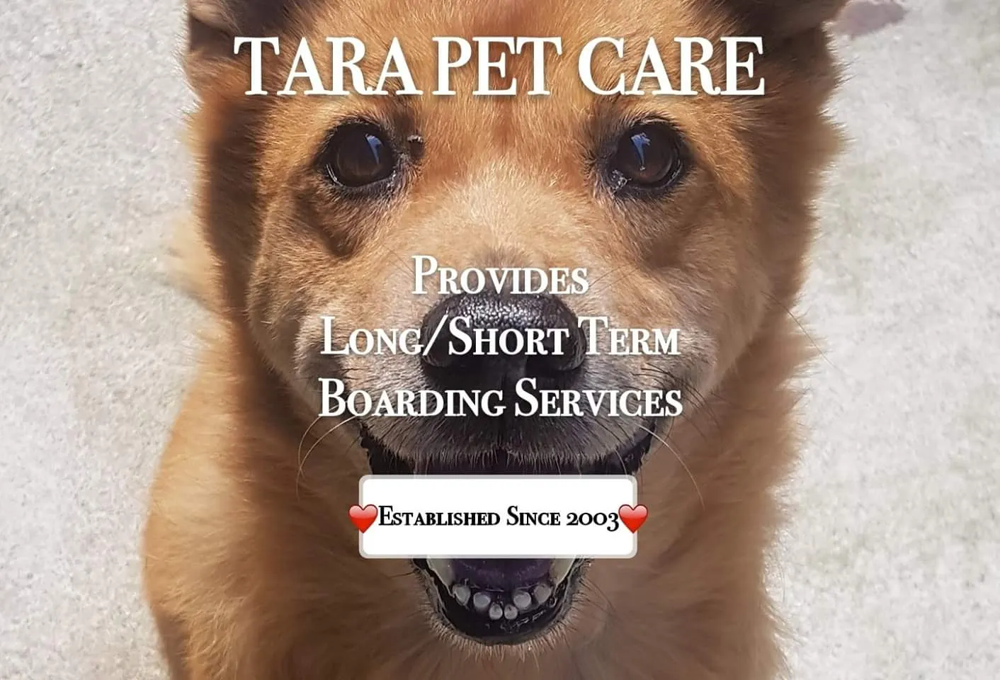 Tara Pet Care, dog boarding in Sungei Tengah Road Block W #01-53, Singapore.