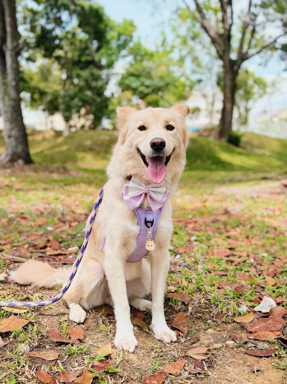 The Bears Day Out, dog boarding in Joo Chiat Road, Singapore.