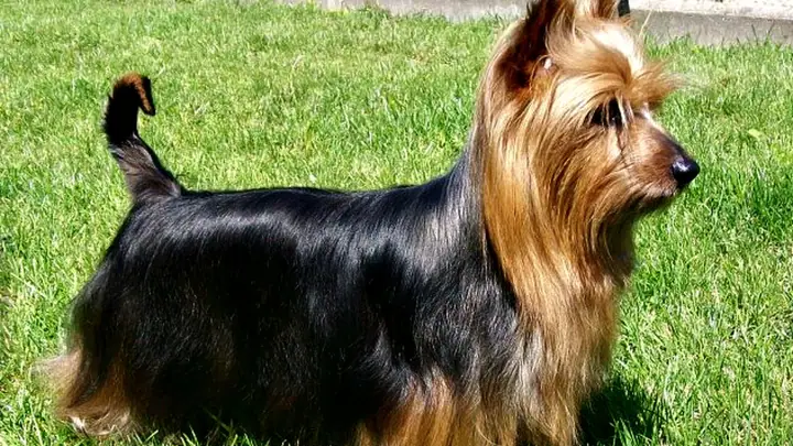 An Australian Silky Terrier with long flowing blue and tan coat in a show stance, head turned to one side.