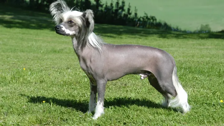 A Chinese Crested Dog showing the characteristic hairless body with feathered crest, socks, and tail plume, standing alert on a grass lawn.