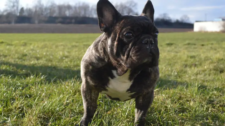 Brindle French Bulldog standing in a grass field on a sunny day