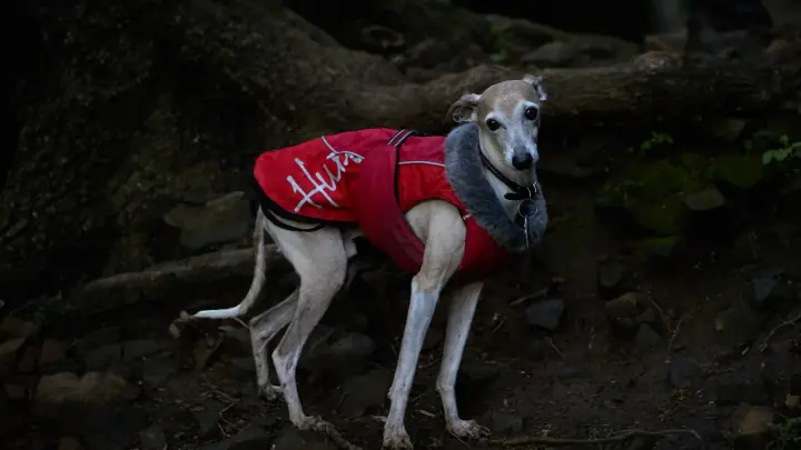 A Italian Greyhound in a domestic setting.