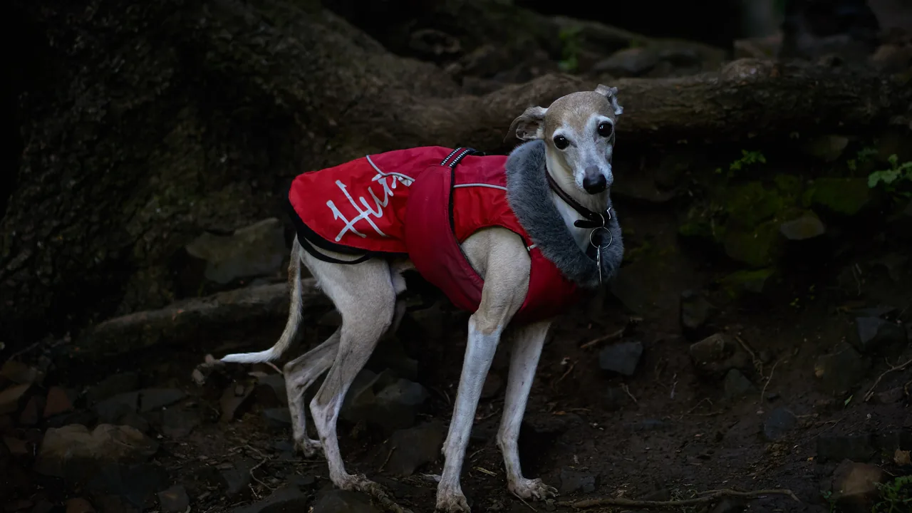 An Italian Greyhound wearing a red coat outdoors