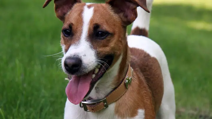 A Jack Russell Terrier in a domestic setting.