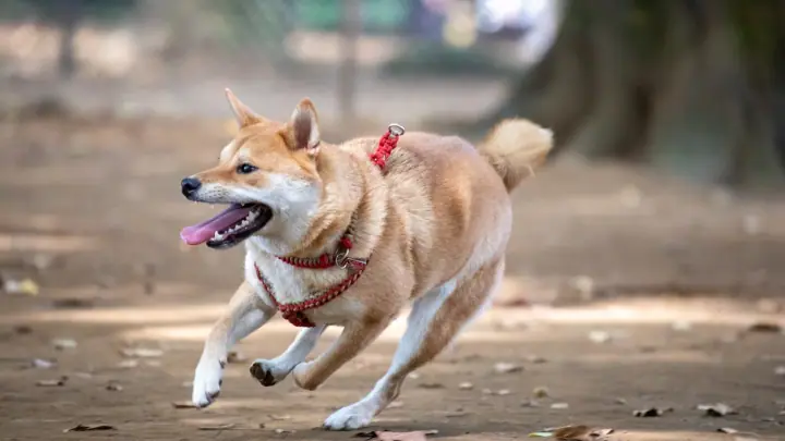 A Shiba Inu in a domestic setting.