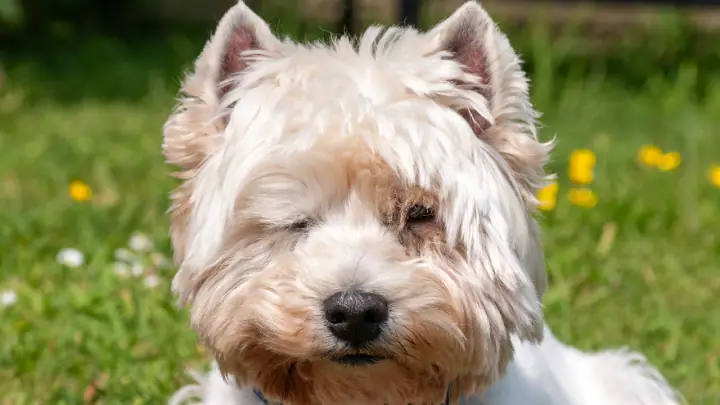 A West Highland White Terrier in a domestic setting.