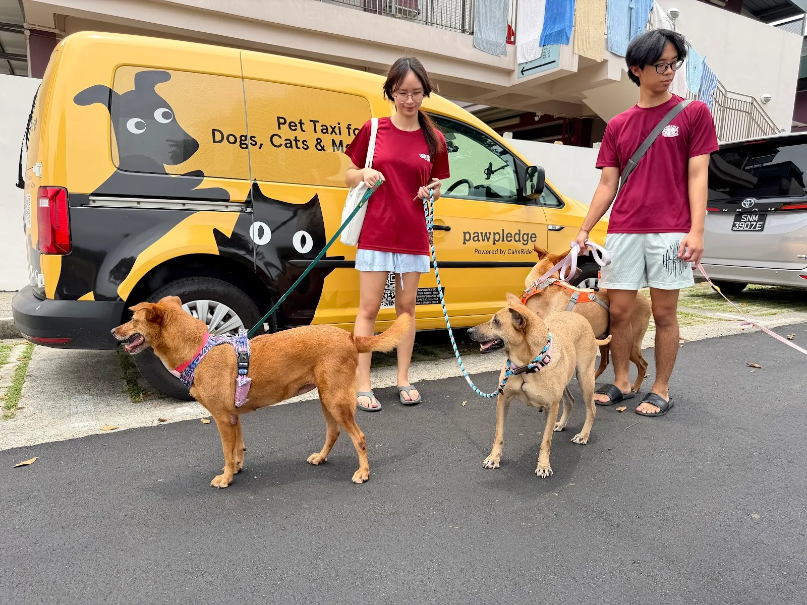 Pawpledge - Pet Taxi & Animal Transport Singapore, pet taxi in UB Point, Singapore.