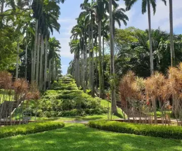 A dog walking on the canopy-covered path of Ang Mo Kio Town Garden West in Singapore, with mature 30-year rain trees overhead and the surrounding HDB blocks visible through the trees.