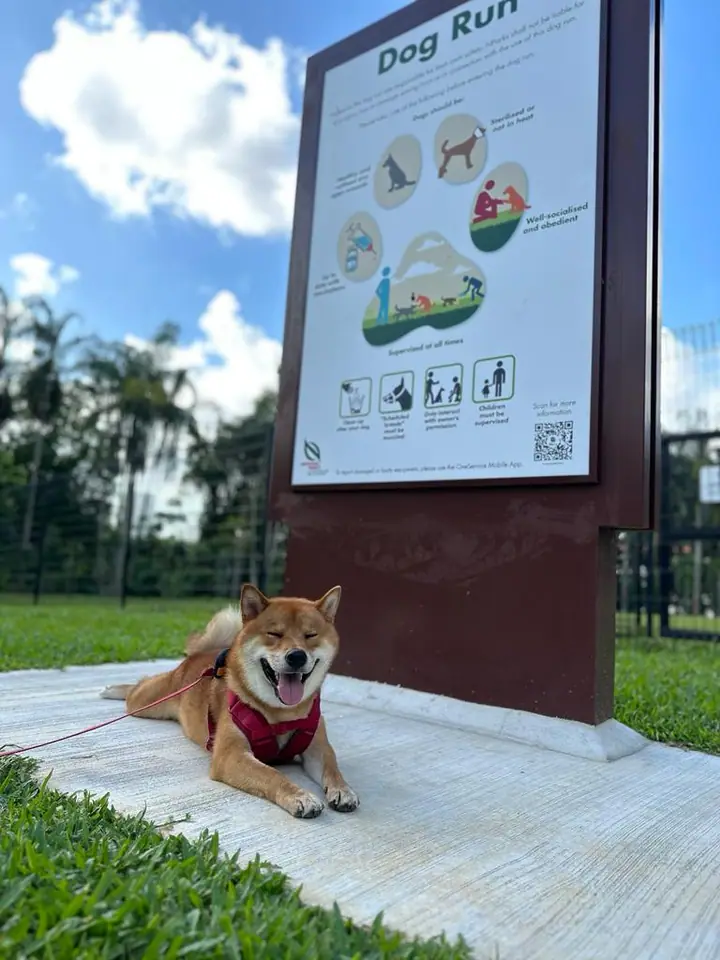 Dog enjoying time at Ang Mo Kio Town Garden West Dog Run in Singapore.