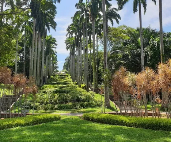 Dog-friendly places in North-East Singapore: a dog enjoying Singapore city life