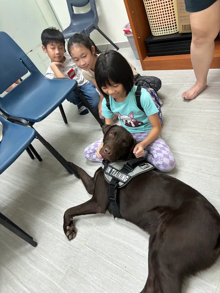 A dog at Bark of Duty in Singapore.