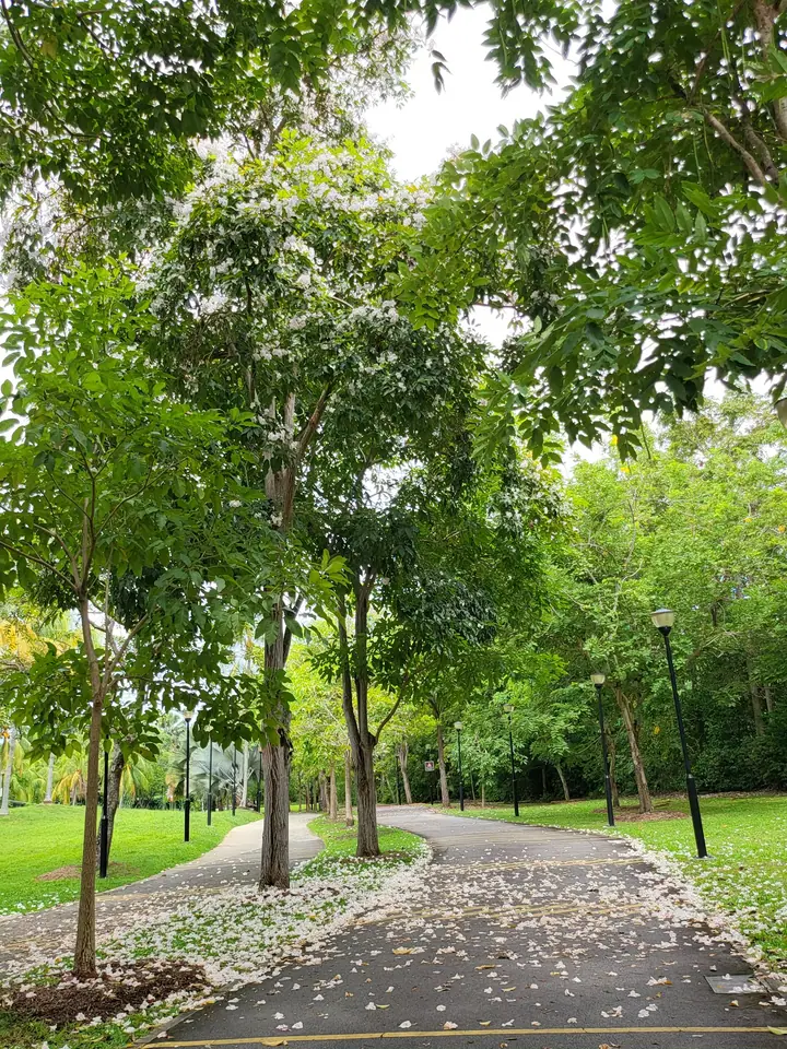 Dog enjoying time at Bedok Town Park Dog Run in Singapore.