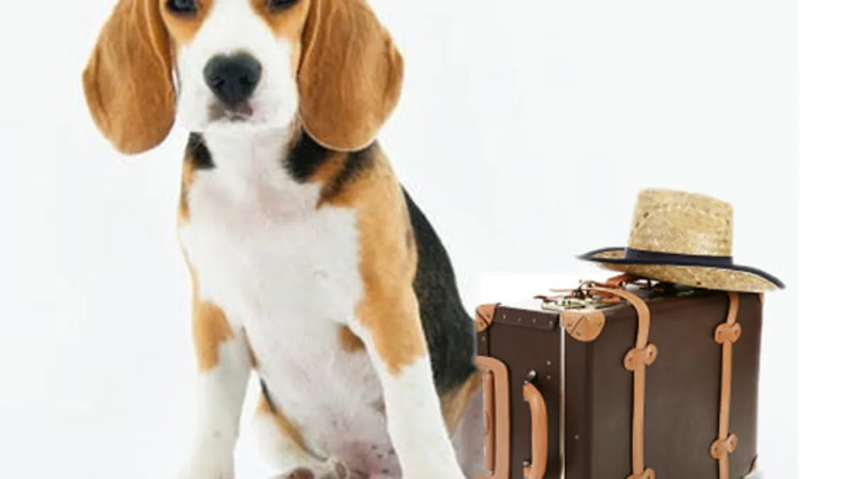 Dog ready for a staycation with Cosy Little Pets Corner pet-sitting services