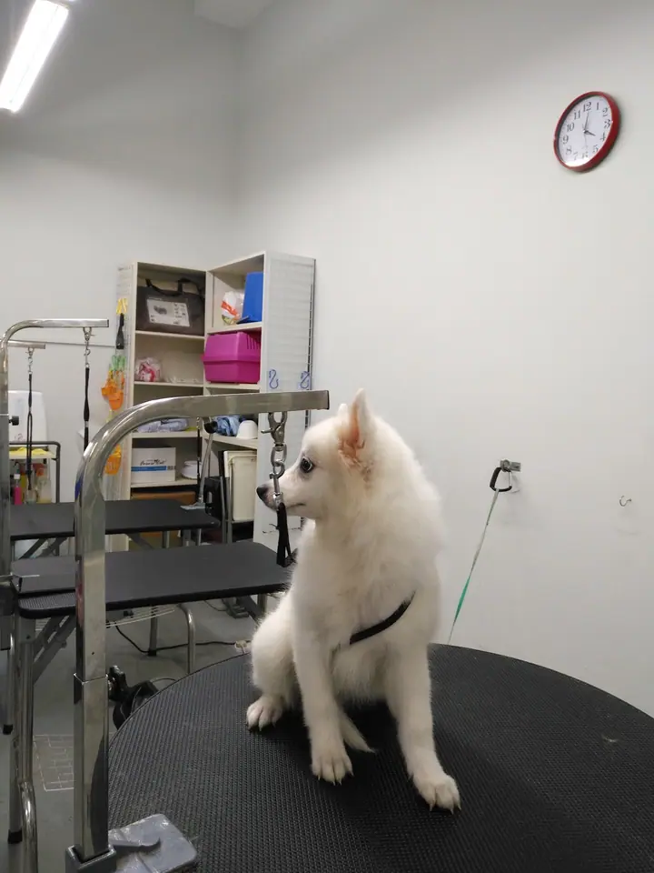 Dog enjoying time at Furkids Home Pet Grooming & Spa in Singapore.