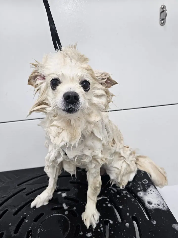 A dog at Grooming Oasis in Singapore.