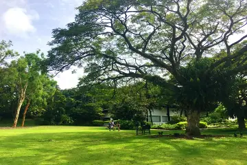 A calm dog on a leash standing on a quiet park path at HortPark in Alexandra / Bukit Merah, Singapore, lush tropical greenery and soft afternoon light.