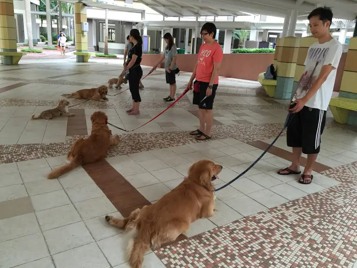 A dog at K9 Connection in Singapore.