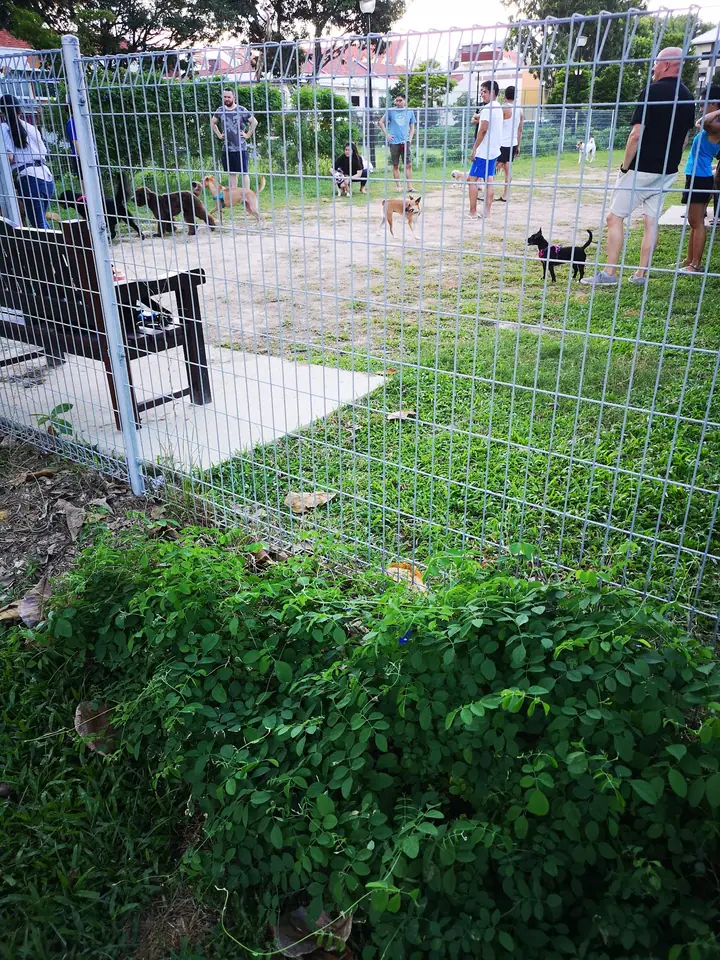 Dog enjoying time at Dog Run @ Koon Seng Park in Singapore.