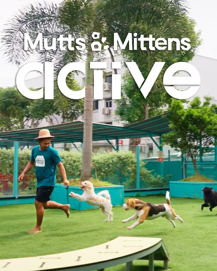 Dog enjoying time at Mutts & Mittens Active in Singapore.