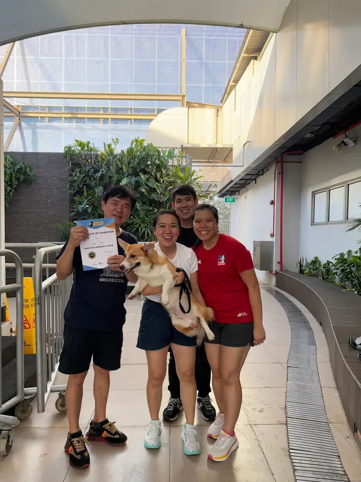A dog at PaceUp Dog Training in Singapore.