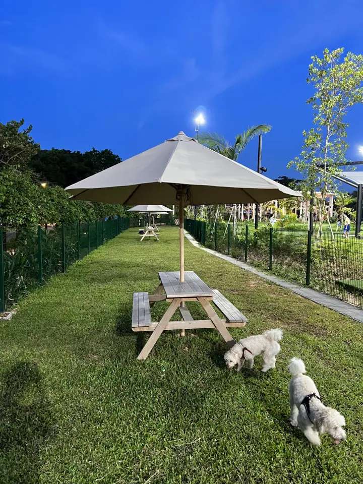 A medium-sized dog running off-leash inside the fenced enclosure of The Palawan Dog Run on Sentosa, Singapore, with agility modules visible in the background and lush tropical greenery on the perimeter.