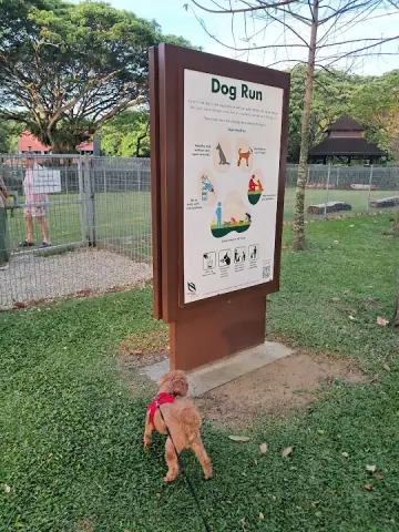A calm dog at rest in the shade at Pasir Ris Park Dog Run in Pasir Ris, Singapore, a fenced dog run with soft grass and gentle afternoon light.