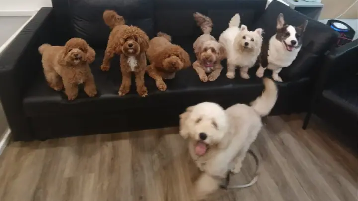 A dog at Pawty Haus in Singapore.