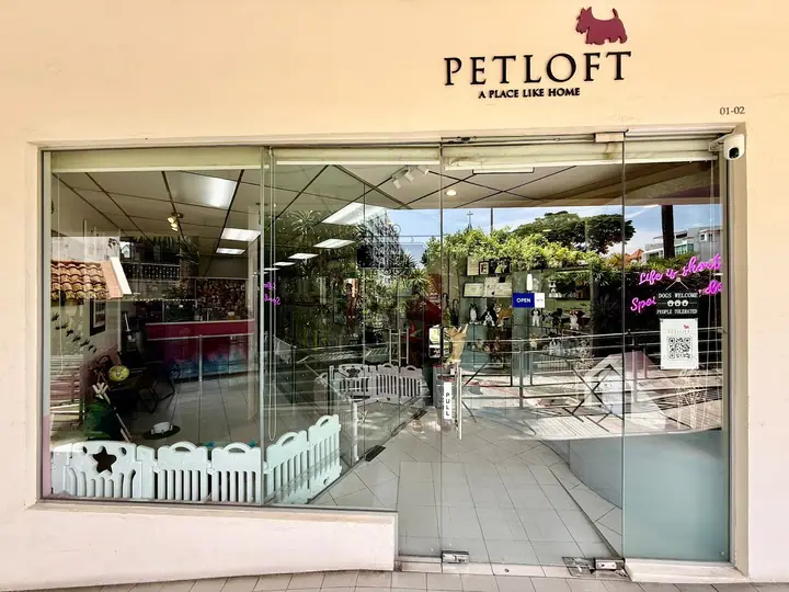 A dog at Pet Loft Studio in Singapore.