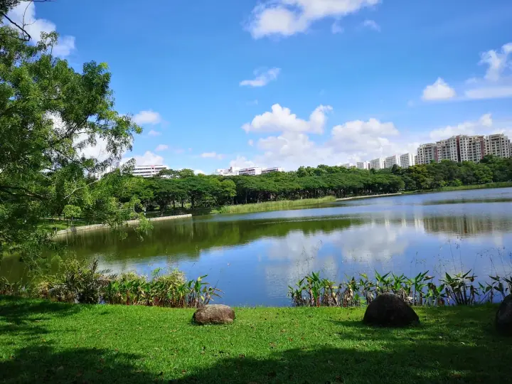 A medium-sized dog walking on the reservoir-edge path of Punggol Park on Hougang Avenue 10, Singapore, with the lake visible to one side and mature rain trees overhead.