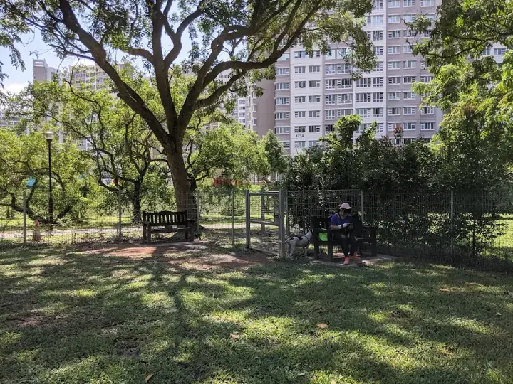 A calm dog at rest in the shade at Punggol Park Dog Run in Hougang / Punggol, Singapore, a fenced dog run with soft grass and gentle afternoon light.