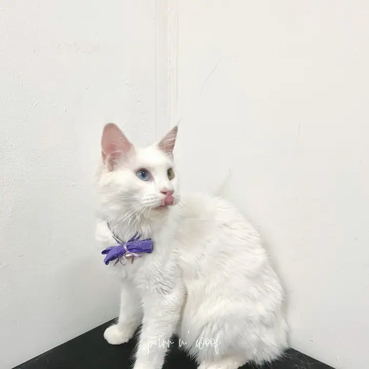 A dog at PURR n WOOF in Singapore.