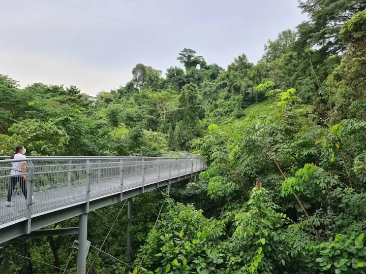 A calm dog on a leash on a shaded trail at Southern Ridges Trail in Telok Blangah / Pasir Panjang, Singapore, dappled rainforest light through the canopy.