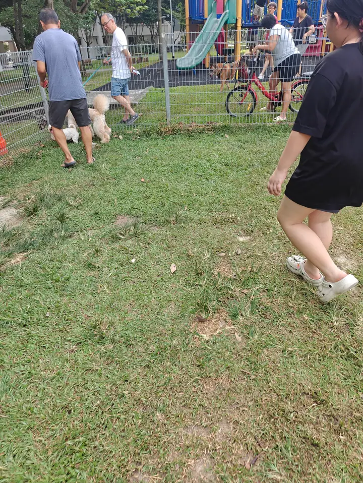 Dog enjoying time at Dog Run @ Tampines Central Park in Singapore.
