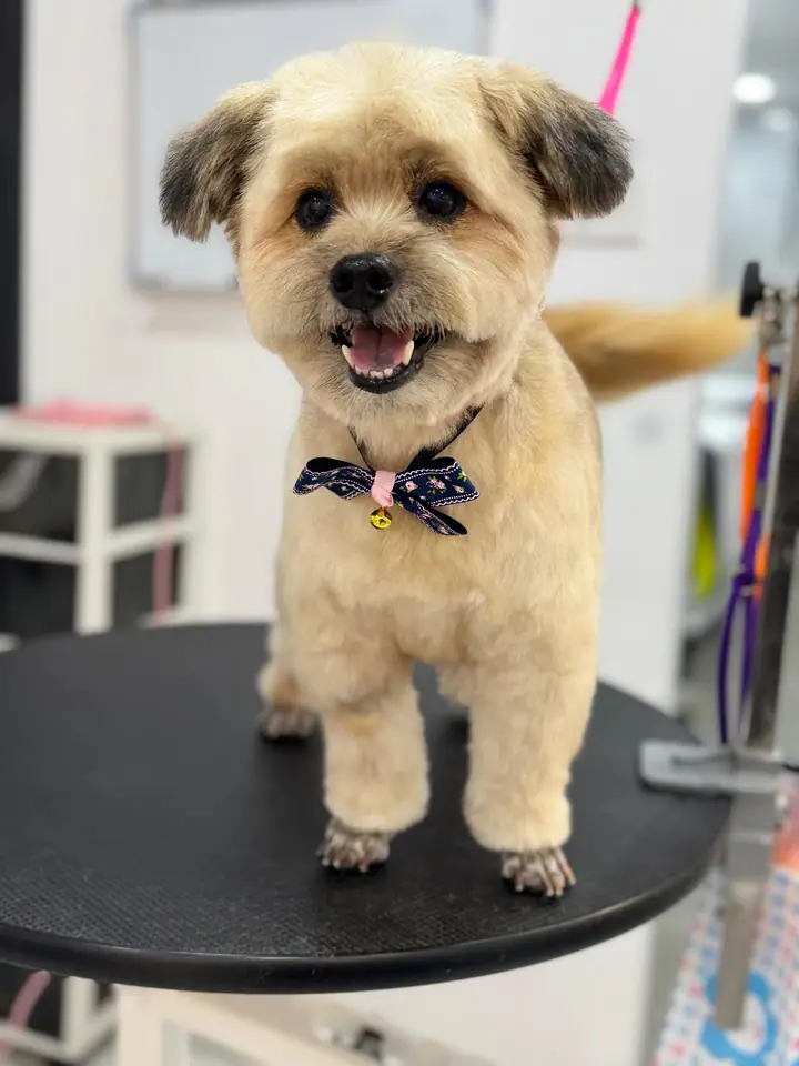 A dog at The Pets Workshop in Singapore.