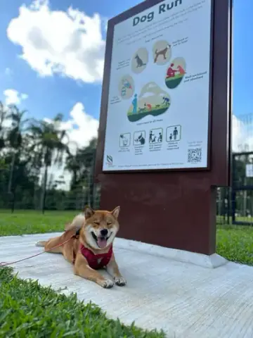 Ang Mo Kio Town Garden West Dog Run, Dog Run in Ang Mo Kio