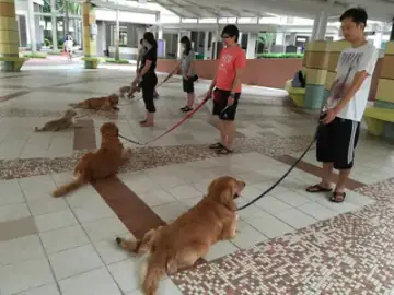 Perfect K9, Training in Sembawang