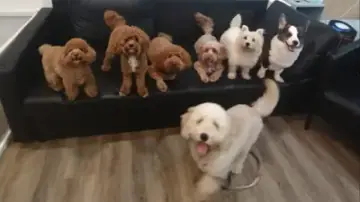 Pawty Haus, Boarding in Mountbatten