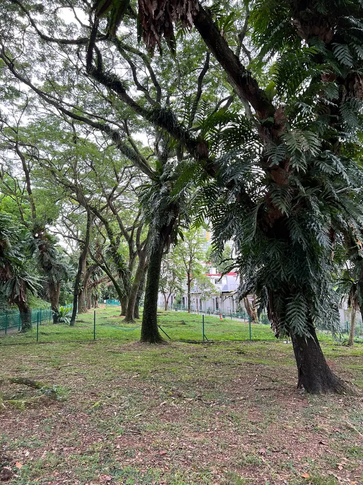 Dog enjoying time at Tiong Bahru Sit Wah Dog Run in Singapore.