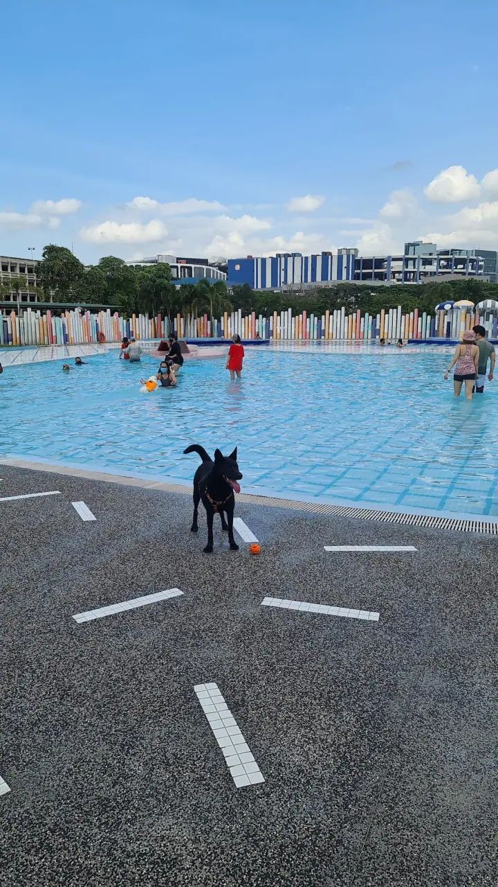 A large dog mid-jump into one of the pools at Wag & Wild dog waterpark in Jurong East, Singapore, with sprinkler features and other dogs playing in the shaded fenced area.