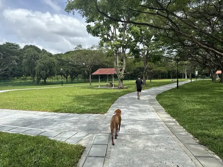 A calm dog at rest in the shade at West Coast Park Dog Run in West Coast / Pasir Panjang, Singapore, a fenced dog run with soft grass and gentle afternoon light.