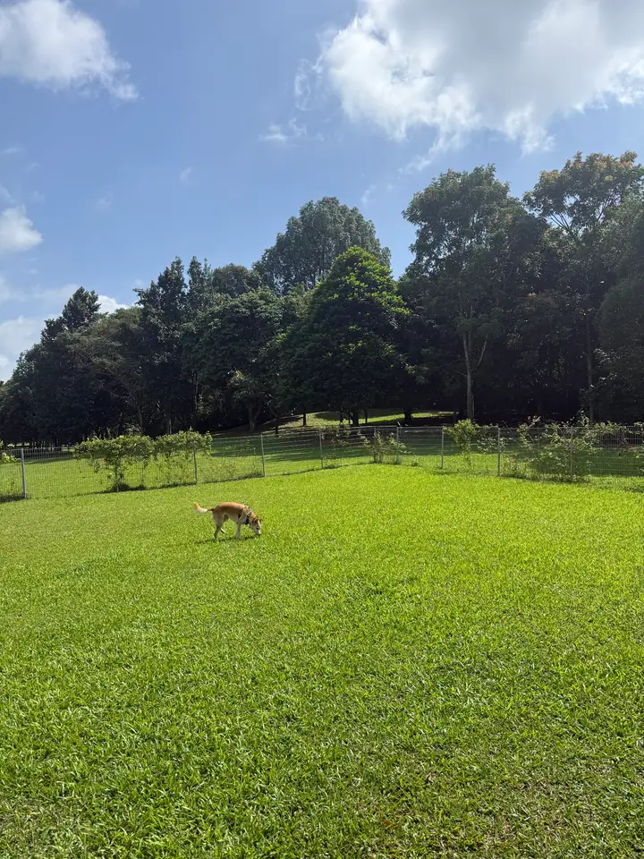 Dog enjoying time at Woodlands Waterfront Dog Run in Singapore.