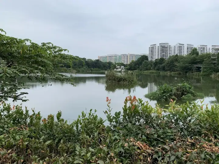 A calm dog on a leash standing on a quiet park path at Yishun Pond Park in Yishun, Singapore, lush tropical greenery and soft afternoon light.