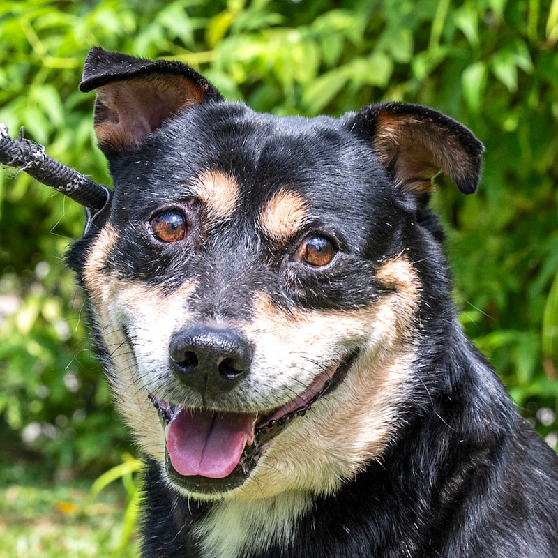 Soya, a rescue dog listed by Action for Singapore Dogs