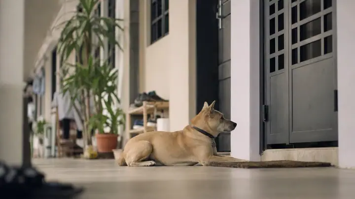 A daily routine for working Singapore dog owners: WFO, hybrid, and the dog at home